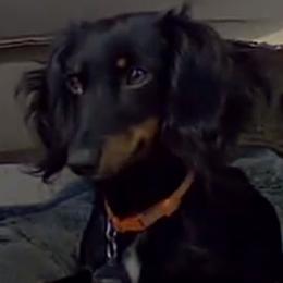 DARCY - Dachshund