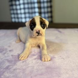 Girl 5 - White female Boxer puppy in Prestonsburg, Kentucky from Bre’s Boxers