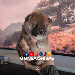 NIKO - Red male Shiba Inu puppy in Minnesota from BonsaiShibas