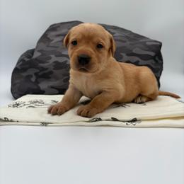Light Pink - Yellow female Labrador Retriever puppy in Heath Springs, South Carolina from Rich Hill Retrievers