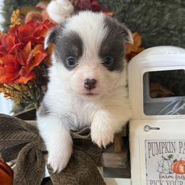 Ember - Blue female Pembroke Welsh Corgi puppy in Paxton, Illinois from McGovern Family Corgis