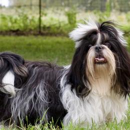 Xena - Black and white female Shih Tzu puppy in Waco, Texas from Shih Tzus To Love
