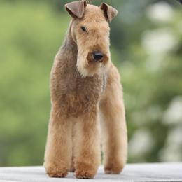 Lakeland Terrier Puppies from Teraz