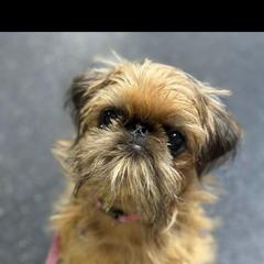 Brussels Griffon All Grown Up from Lavish Griffons