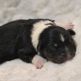 BTF - Black tri female Miniature Australian Shepherd puppy in Deer Lodge, Tennessee from KSH Aussie Haven