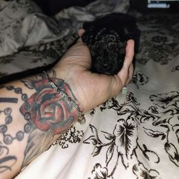 Pekingese and Poodle Puppies from Polk County Peekapoos