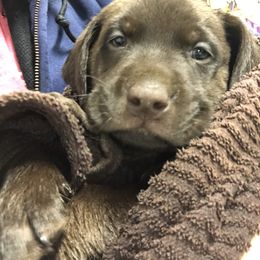 Dilute Retriever and Labrador Retriever Puppies from CKB Labradors