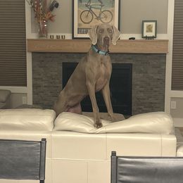 Weimaraner Puppies from So-IN Weimaraner's