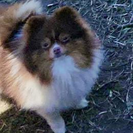 Olli - Pomeranian