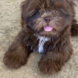 Shih Tzus from Suzie Q Shitzu’s