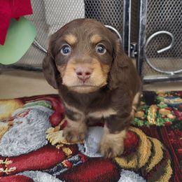 Boy 2 - Chocolate and tan male Dachshund puppy in Willcox, Arizona from Tootsie's Tiny Toes