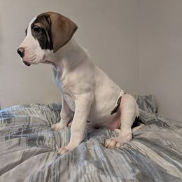Goody - Fawn female Great Dane puppy in Bay City, Michigan from Monarch Danes