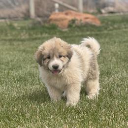 Blue - White and badger male Great Pyrenees puppy in Cedar City, Utah from Forestwood Farms Great Pyrenees
