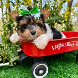 Dexter - Black tan and white male Biewer Terrier puppy in Winslow, Arkansas from Morning Glory Puppies