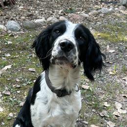 Rip - English Springer Spaniel