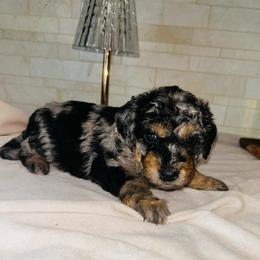 Oreo - Blue merle female Aussiedoodle puppy in Nottingham, Pennsylvania from Nottingham Aussiedoodles