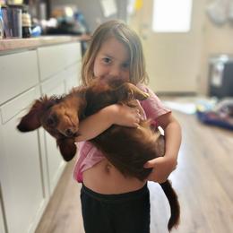 Bailey - Dachshund