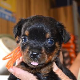 ORANGE  COLLAR - Black and mahogany female Rottweiler puppy in Dawson Springs, Kentucky from Lakeview Rottweilers