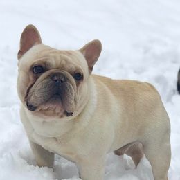 Tater - French Bulldog
