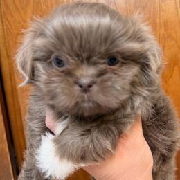 Blue liver - Lilac female Shih Tzu puppy in Citrus Heights, California from The Lion dog Shih Tzu