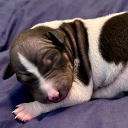 Scooter - Rat Terrier puppy from Kelly’s Ratters