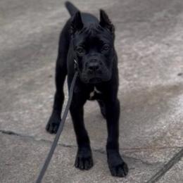 Ombretta - Black female Cane Corso puppy in Houston, Texas from Mortaio Cane Corso