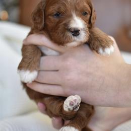Ariel - Apricot female Goldendoodle puppy in Berlin, Ohio from Doodle Babys