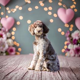 Aussiedoodle, Bordoodle, Goldendoodle, and Sheepadoodle All Grown Up from Crooked Creek Doodles and Poodles