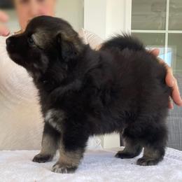 Finnish Lapphund Puppies from Sue Kidder/Lighthouse Lapphunds southern Branch