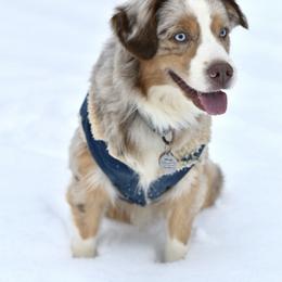 Spur - Miniature Australian Shepherd