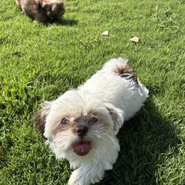 Storm - Liver and white female Shih Tzu puppy in Madera Acres, California from Imperial Paws by K&M