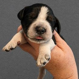 Joplin - Tri-Roan female English Springer Spaniel puppy in Fort White, Florida from Thunderbird Springers