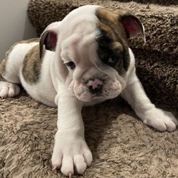 Boy 1 - Bulldog puppy in Cunningham, Tennessee from Lyrics Bulldogs Kennel