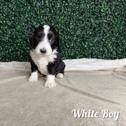 White Boy - Black male Goldendoodle puppy in Modesto, California from Two Doods Doodles