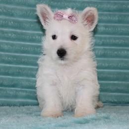 Skye - White female West Highland White Terrier puppy in Goshen, Indiana from Linda’s Lovable Pups