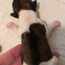Girl - Tricolor female Shih Tzu puppy in Missouri from Farm Animal Mommy Shih tzu's Michalek Dog Breeder