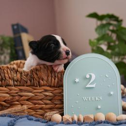Rune - Black and white male Border Collie puppy in Brooklyn Center, Minnesota from Inspire Performance Dogs