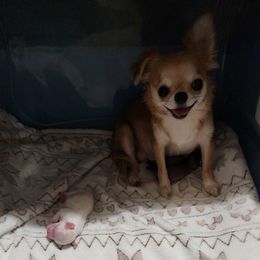 Chihuahua Puppies from Precious Paws of Florida