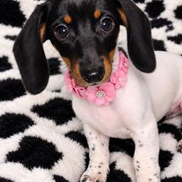 Tiffany Mini AKC Smooth 2700.00 Tri Color Pibald - Piebald female Dachshund puppy in Oklahoma City, Oklahoma from Hamm Weenies  AKC (Dachshunds)
