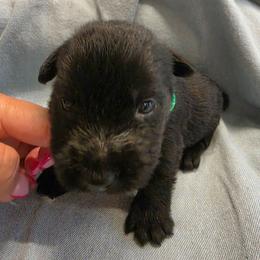 Larry - Black male Scottish Terrier puppy in Crossville, Tennessee from Cavern Kennels