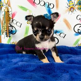Stacy Adams - Merle female Chihuahua puppy in Anderson, South Carolina from Lil Treasures Chihuahuas