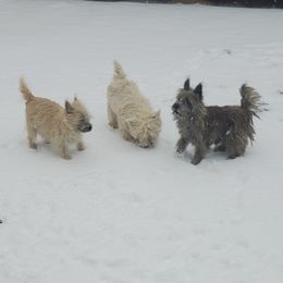 Cairn Terrier Puppies from Ferguson's Cairn Terriers