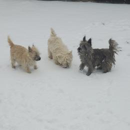 Cairn Terrier Puppies from Ferguson's Cairn Terriers