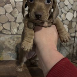 Penny - Chocolate female Dachshund puppy in White Cloud, Michigan from West Michigan Dachshund