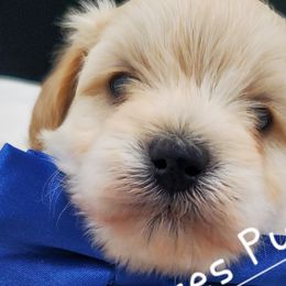 Boy 2 - Schnoodle puppy from Eveleigh Acres Puppies