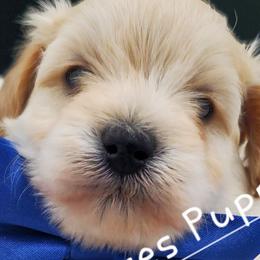 Boy 2 - Schnoodle puppy from Eveleigh Acres Puppies