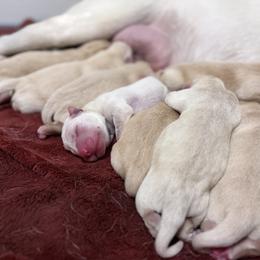 Arrow - Yellow male Labrador Retriever puppy in Sweet Home, Oregon from Knotty Creek Labradors