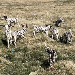 Dalmatians from Knotts Dalmatians