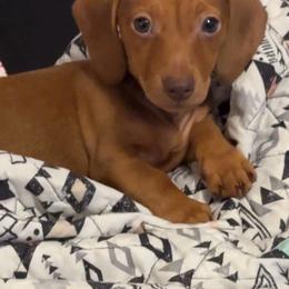 Rusty - Red male Dachshund puppy in Silsbee, Texas from The Doxie Den