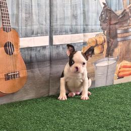 Finn - Black brindle and white male Boston Terrier puppy in Olanta, South Carolina from Julie's IHeart Boston Terrier's